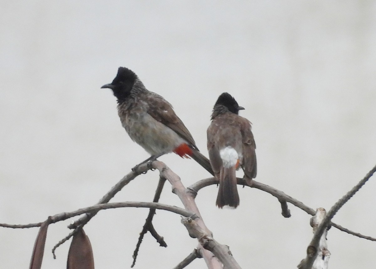 Red-vented Bulbul - ML622235765