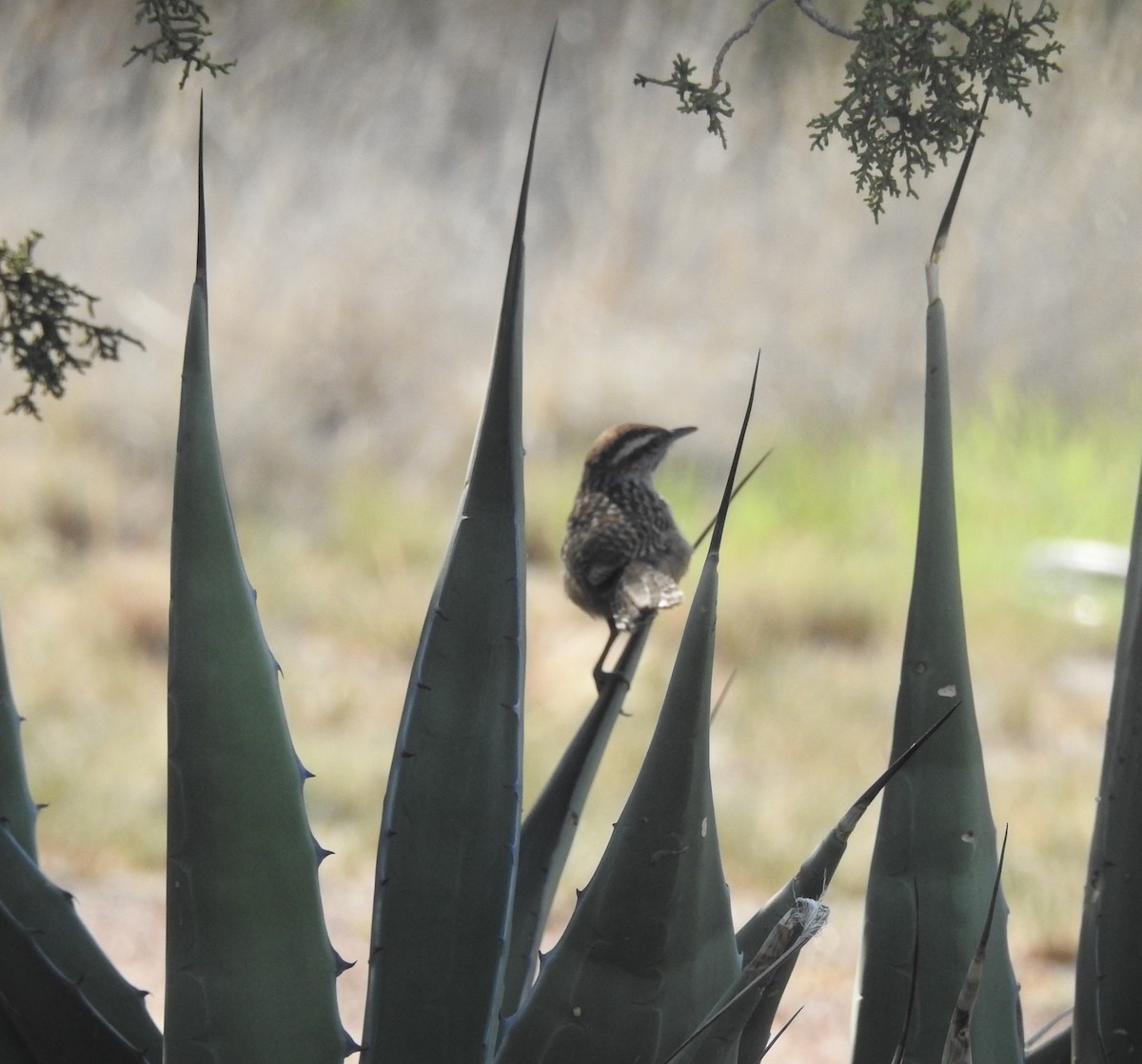 Cactus Wren - Pamela Goolsby