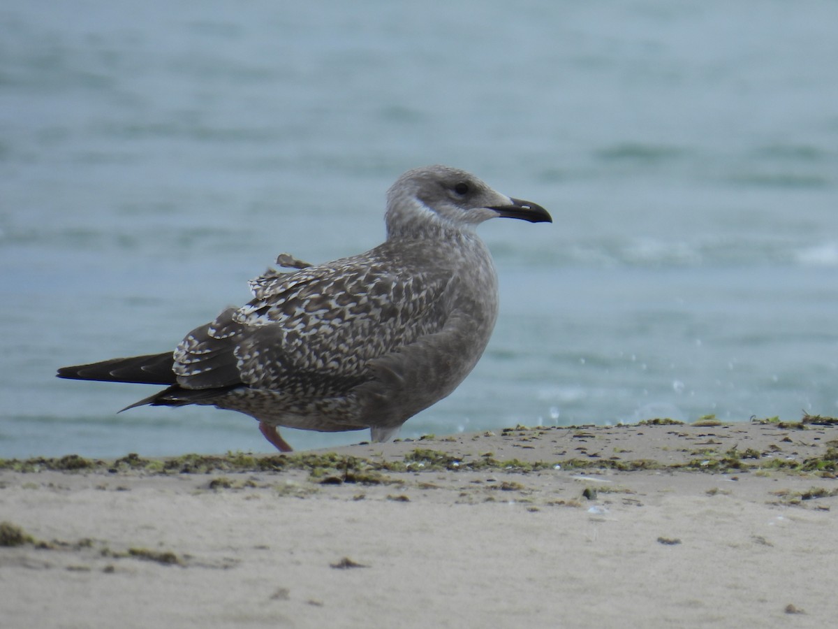 Herring Gull - Joan K