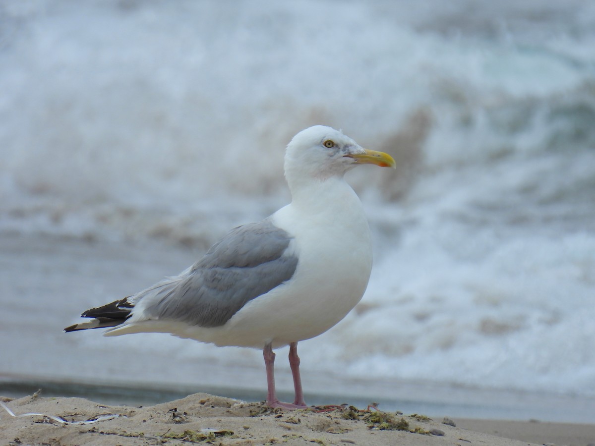 Herring Gull - ML622235768