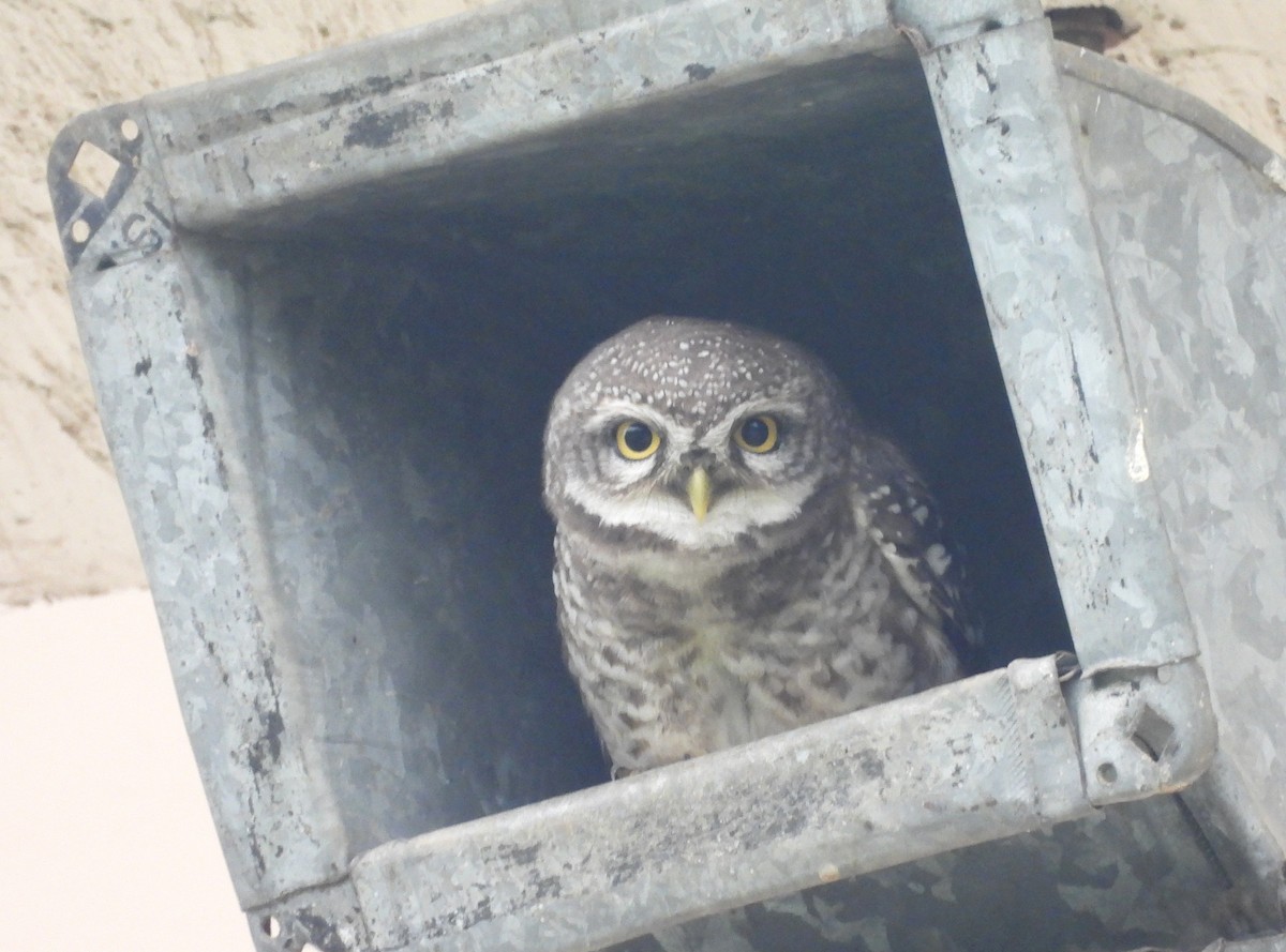 Spotted Owlet - ML622235769