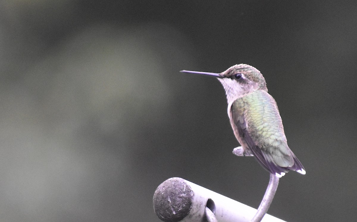 Ruby-throated Hummingbird - ML622235770