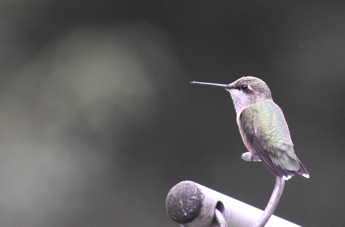 Ruby-throated Hummingbird - ML622235771