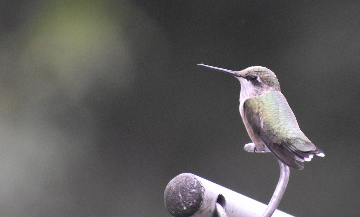 Ruby-throated Hummingbird - ML622235774