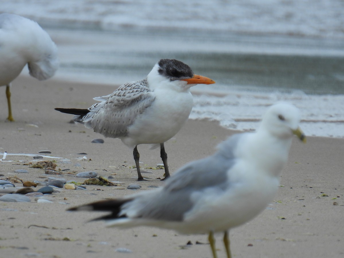 Caspian Tern - ML622235775