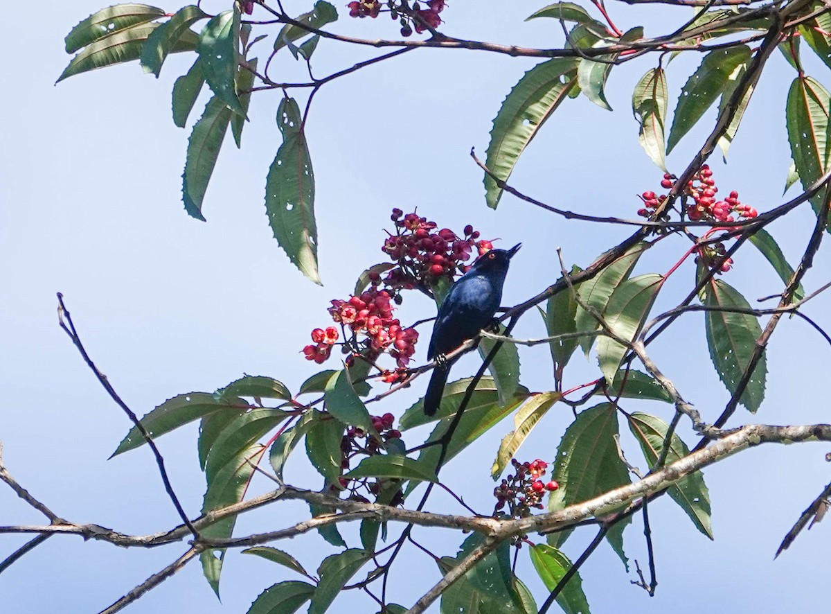 Masked Flowerpiercer - ML622235776