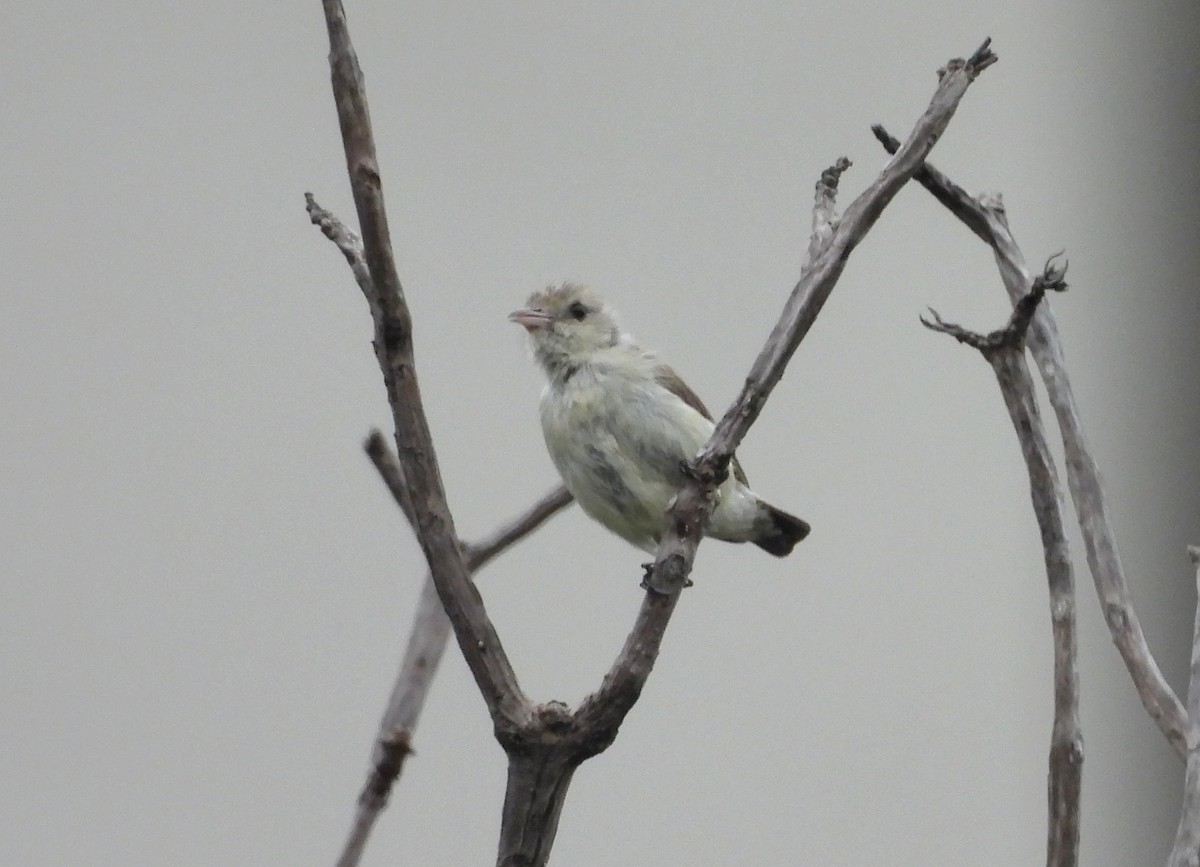 Pale-billed Flowerpecker - ML622235777