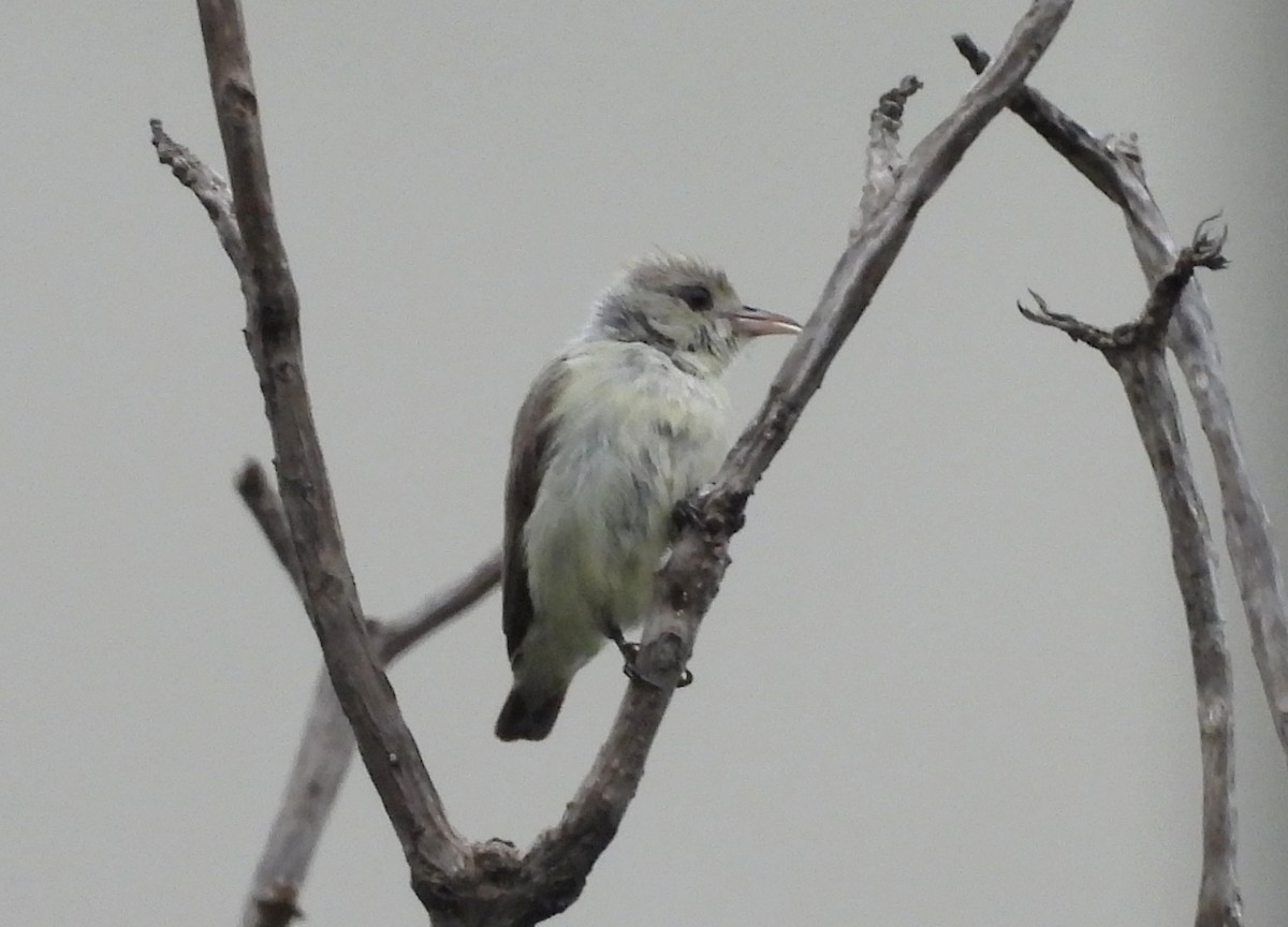 Pale-billed Flowerpecker - ML622235778