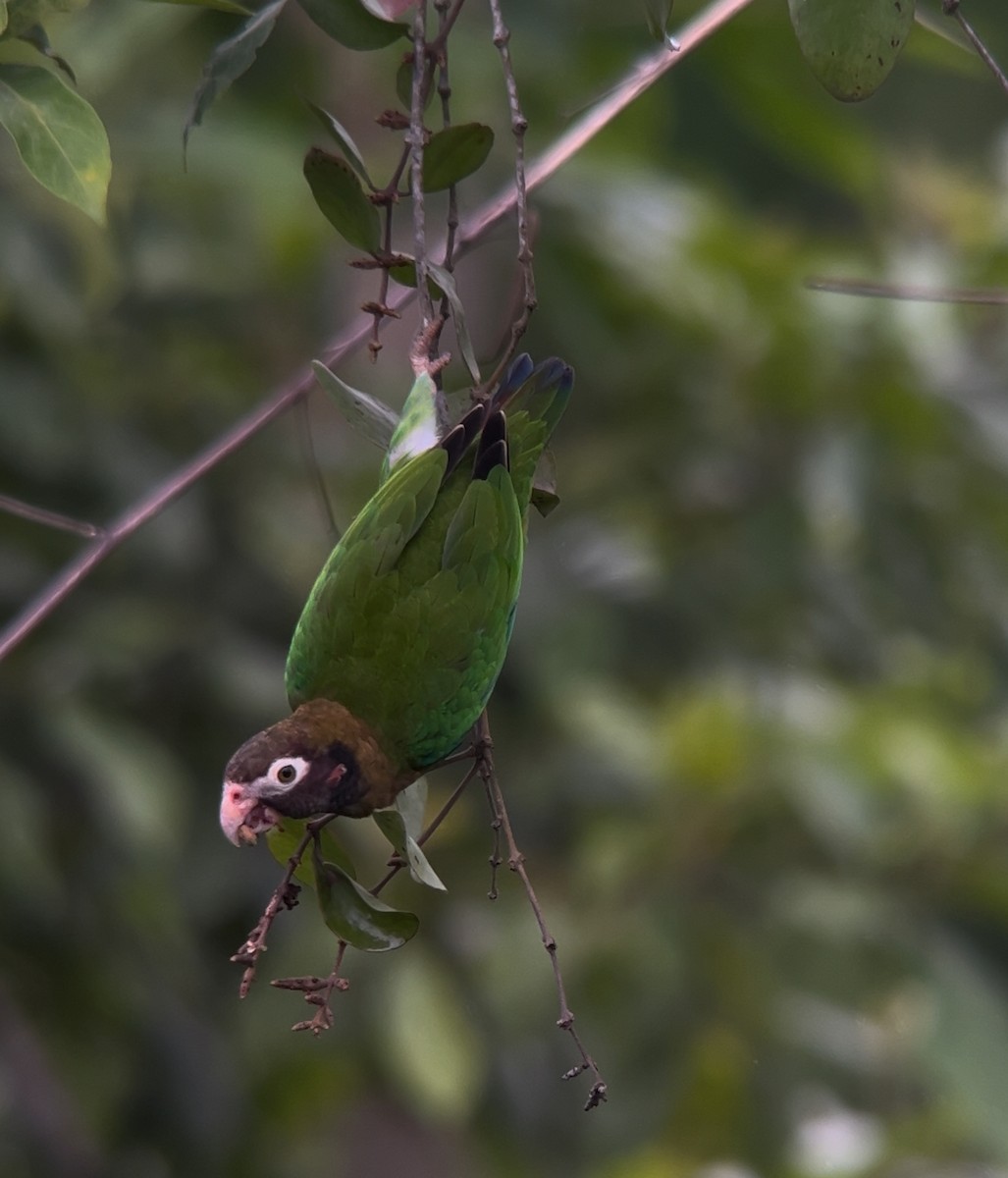 Brown-hooded Parrot - ML622235779