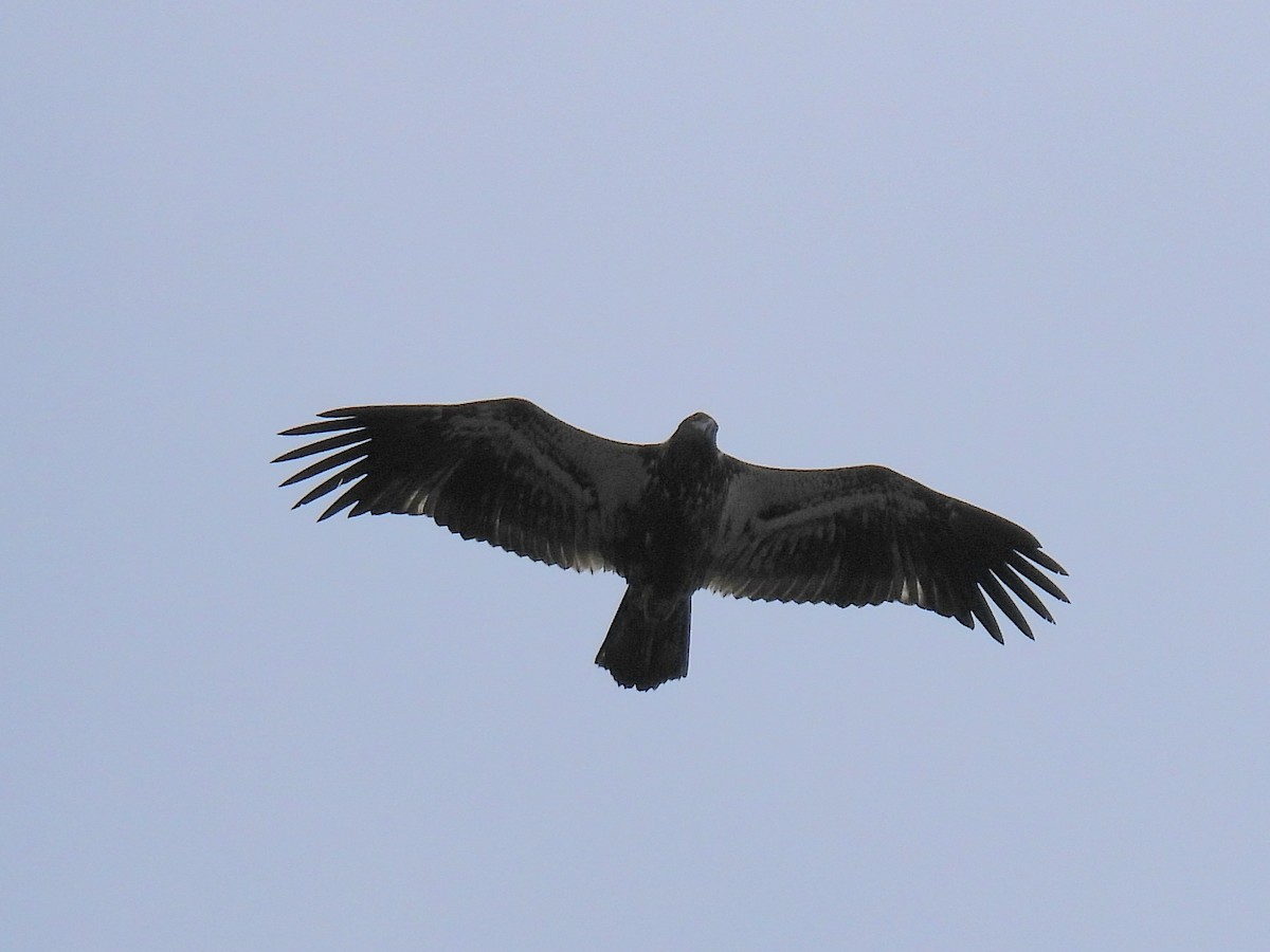 Bald Eagle - ML622235780