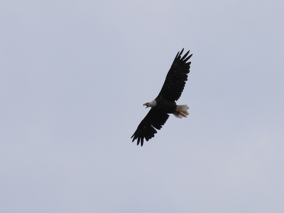 Bald Eagle - Joan K