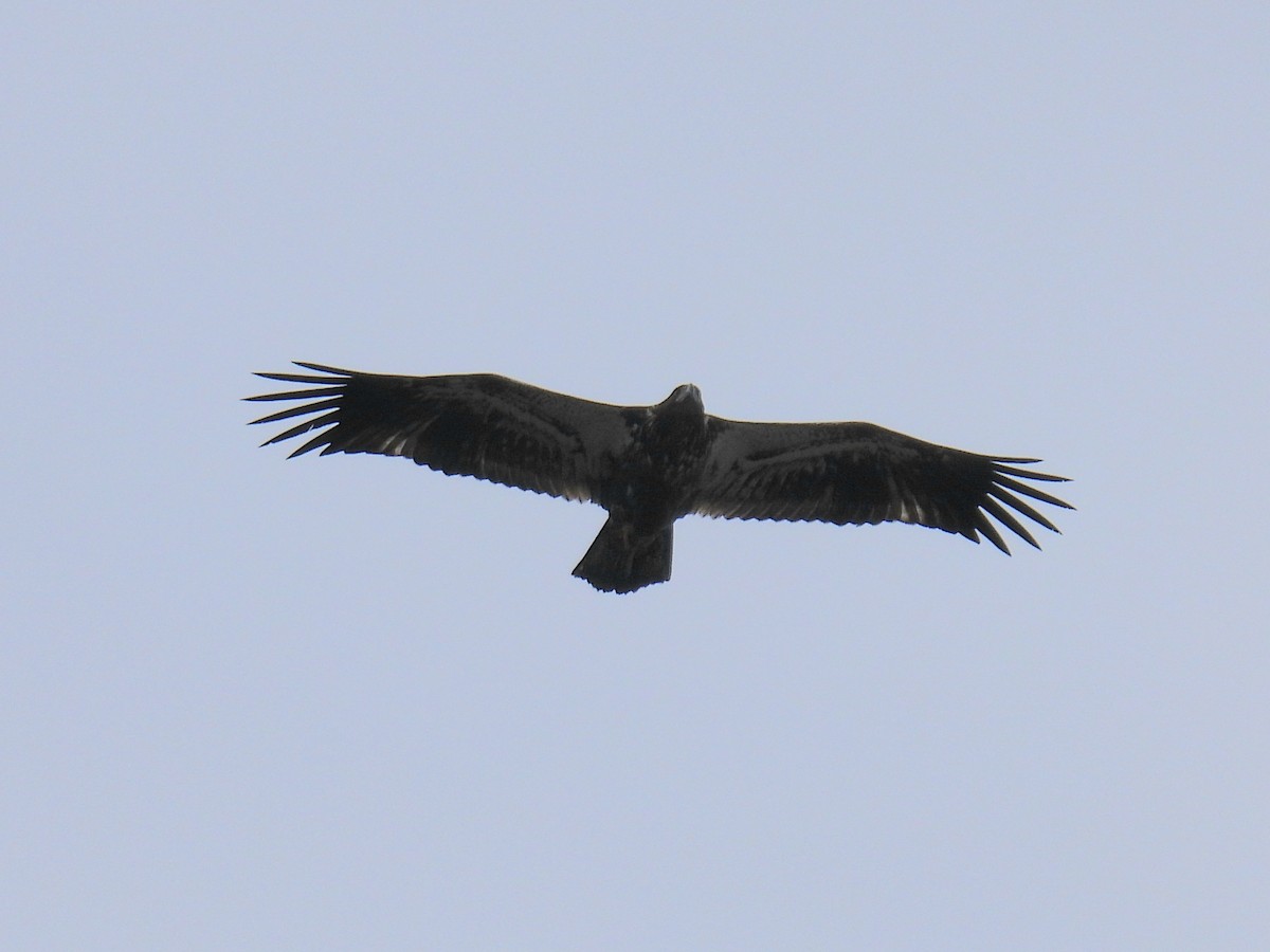 Bald Eagle - ML622235782