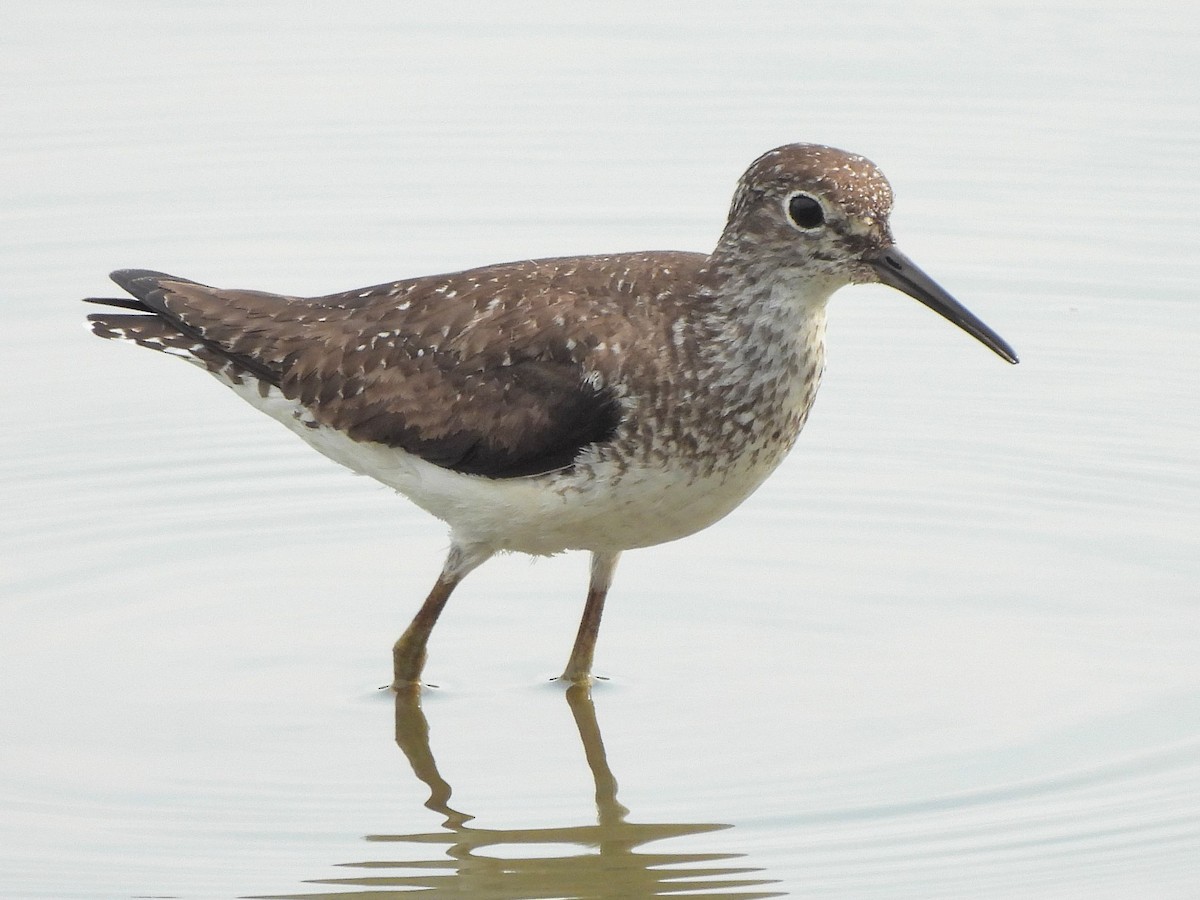 Solitary Sandpiper - ML622235783