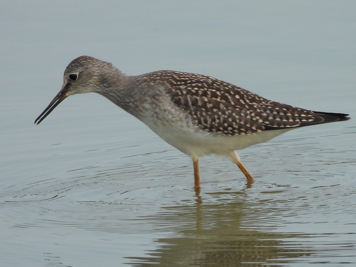 Lesser Yellowlegs - Bill Nolting