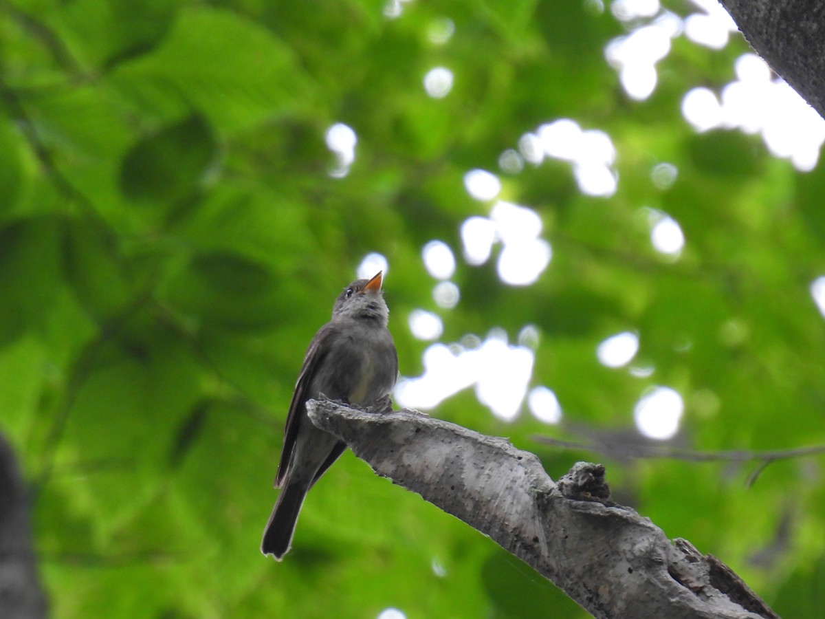 Eastern Wood-Pewee - ML622235785