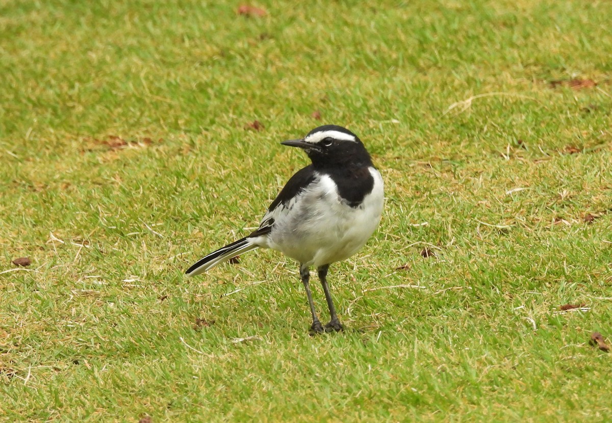 White-browed Wagtail - ML622235786