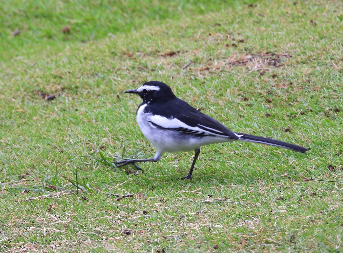 White-browed Wagtail - ML622235787