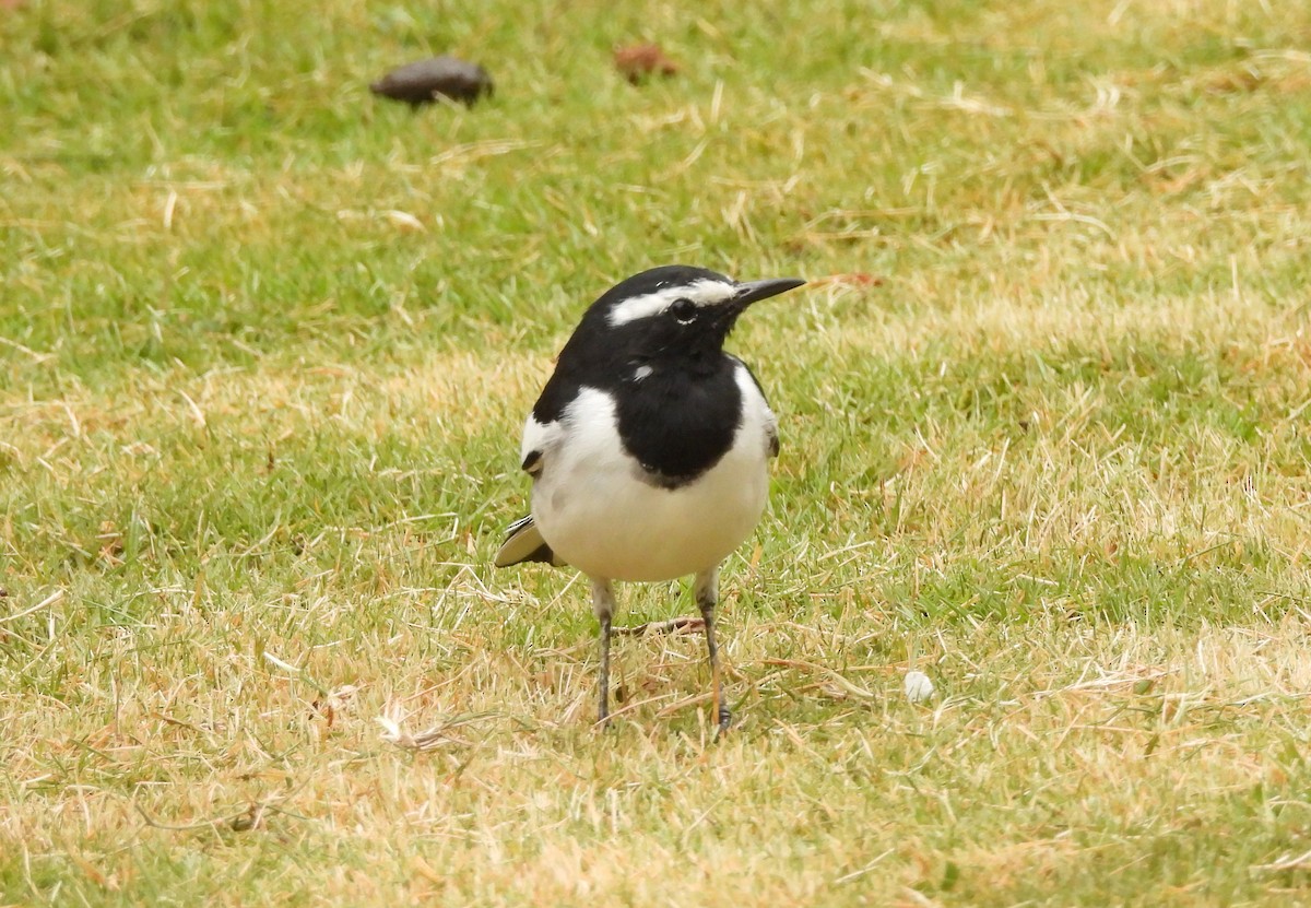 White-browed Wagtail - ML622235788