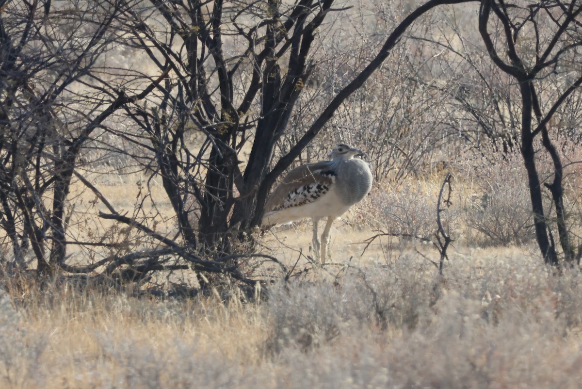 Kori Bustard - ML622235834