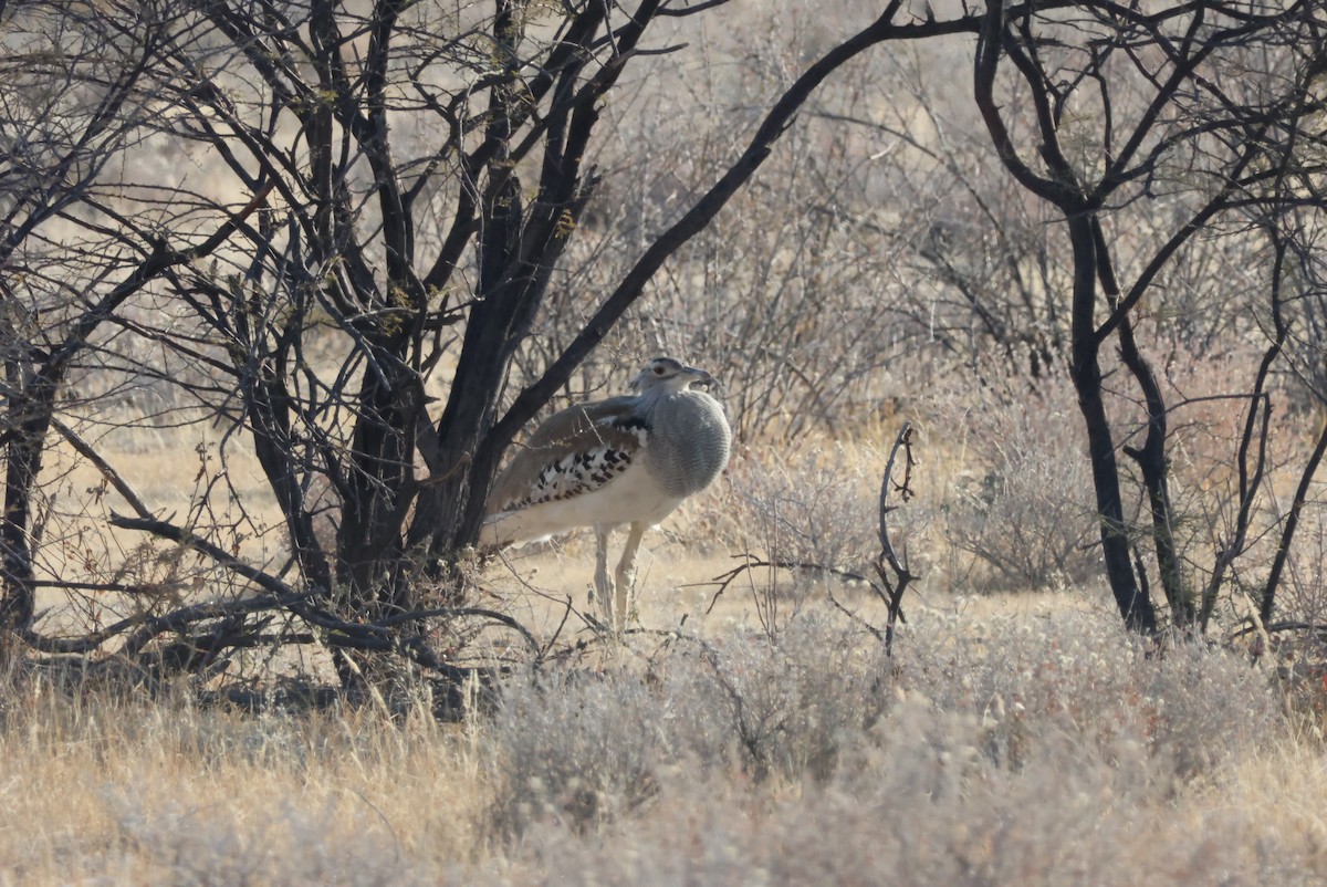 Kori Bustard - ML622235835