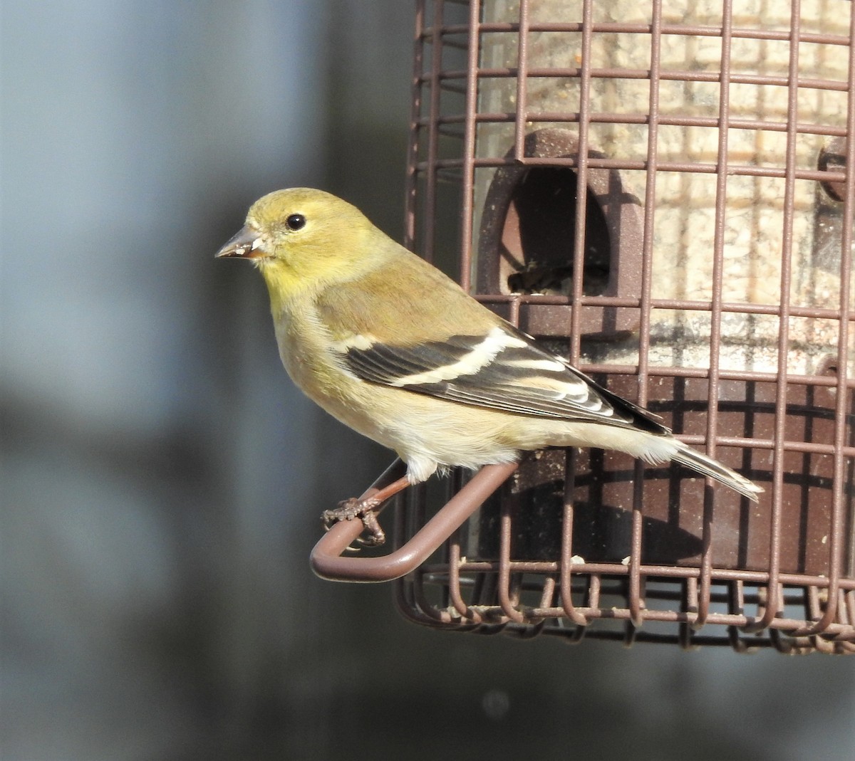 American Goldfinch - ML622235919