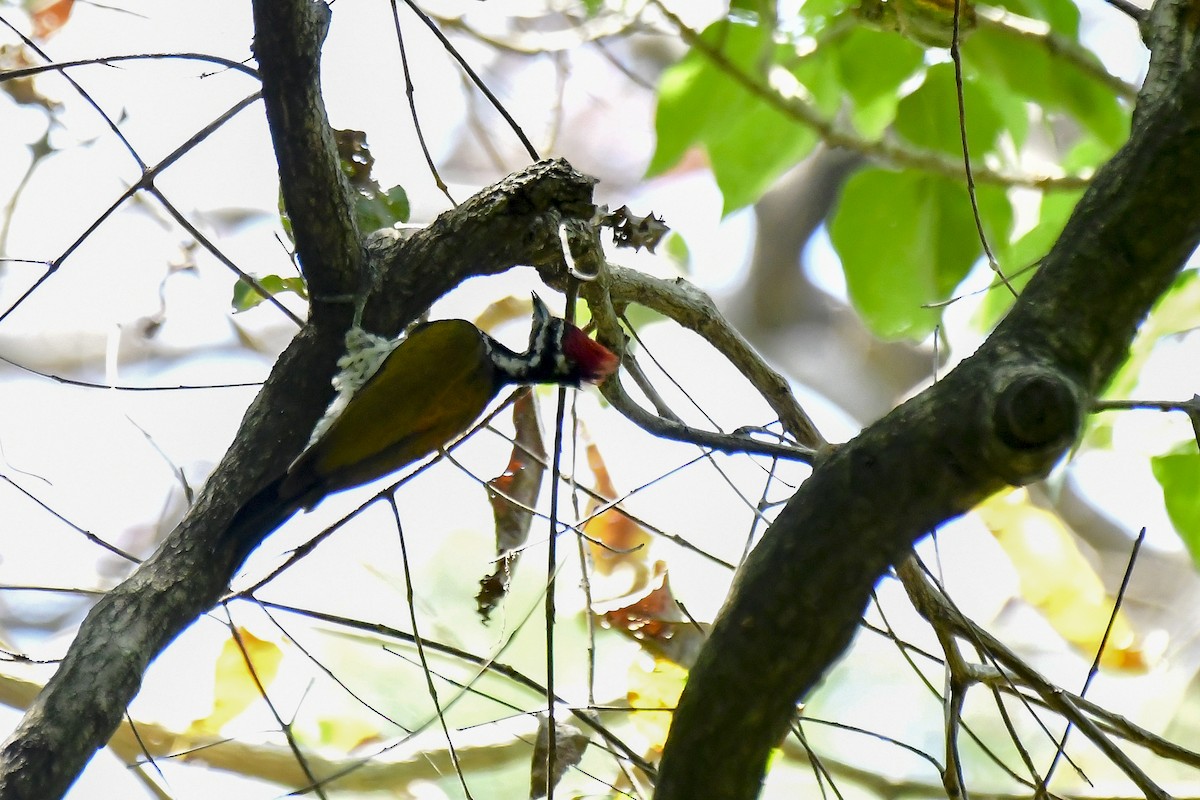 Common Flameback - ML622235932