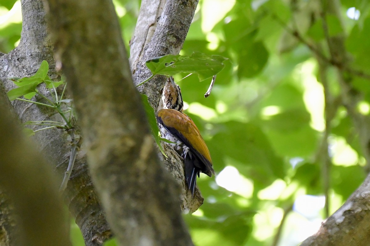 Common Flameback - ML622235933