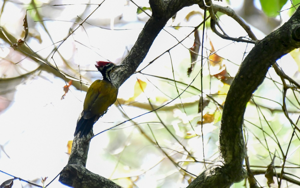 Common Flameback - ML622235934