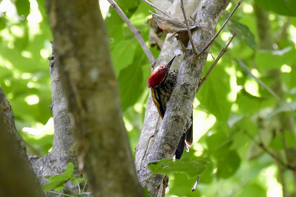 Common Flameback - ML622235935