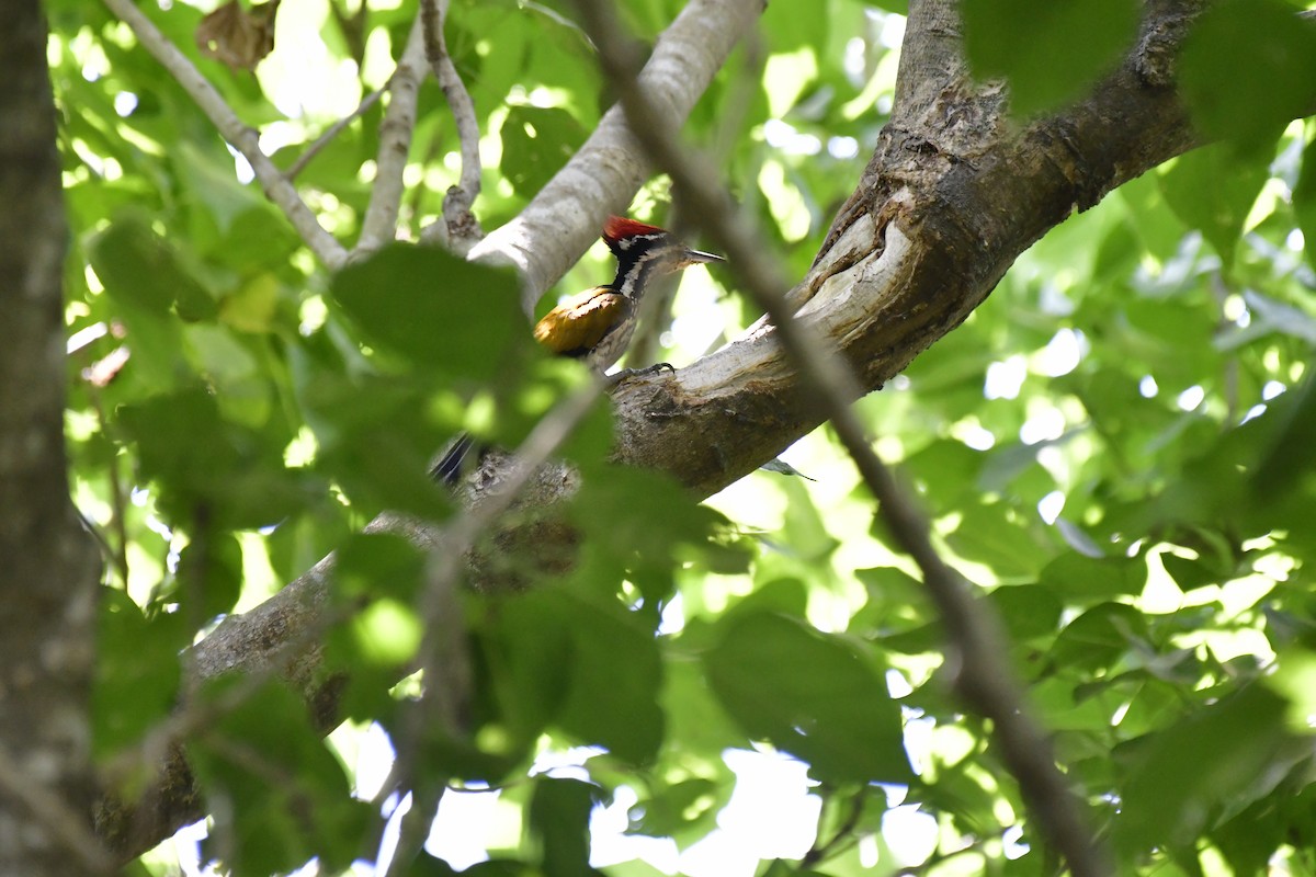 Common Flameback - ML622235936