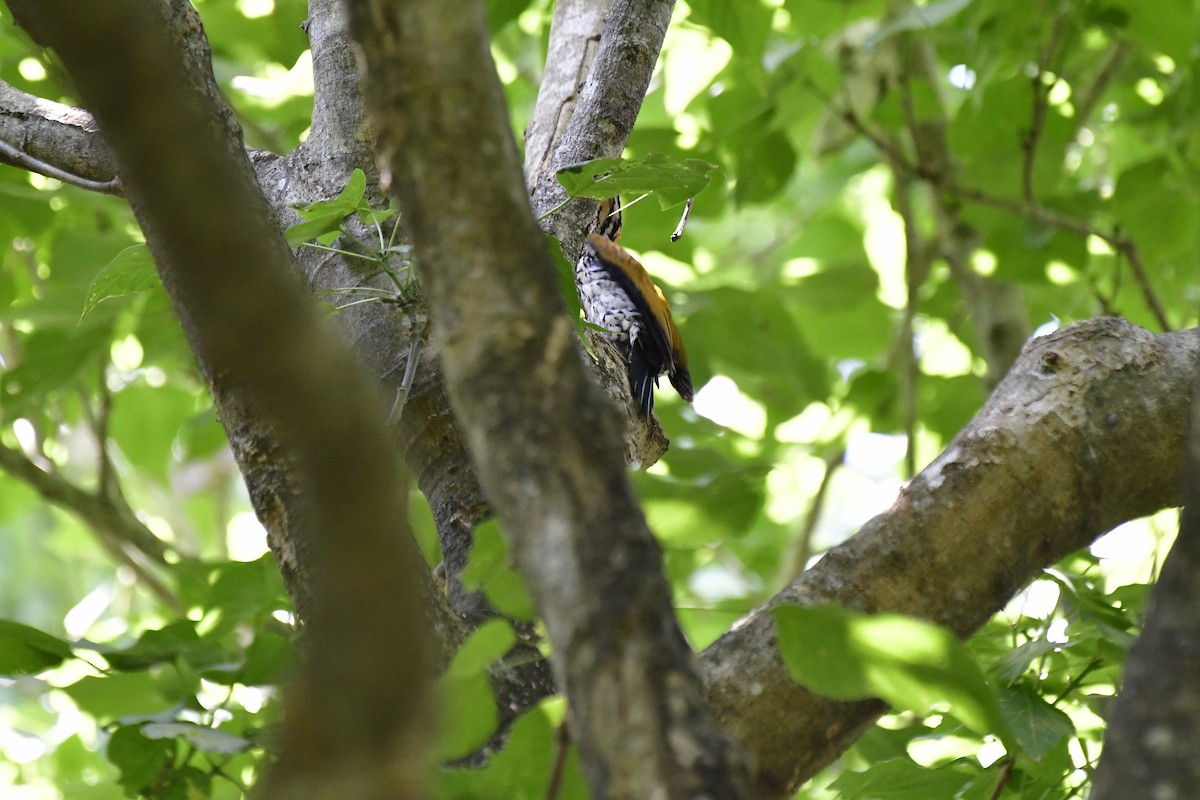 Common Flameback - ML622235937