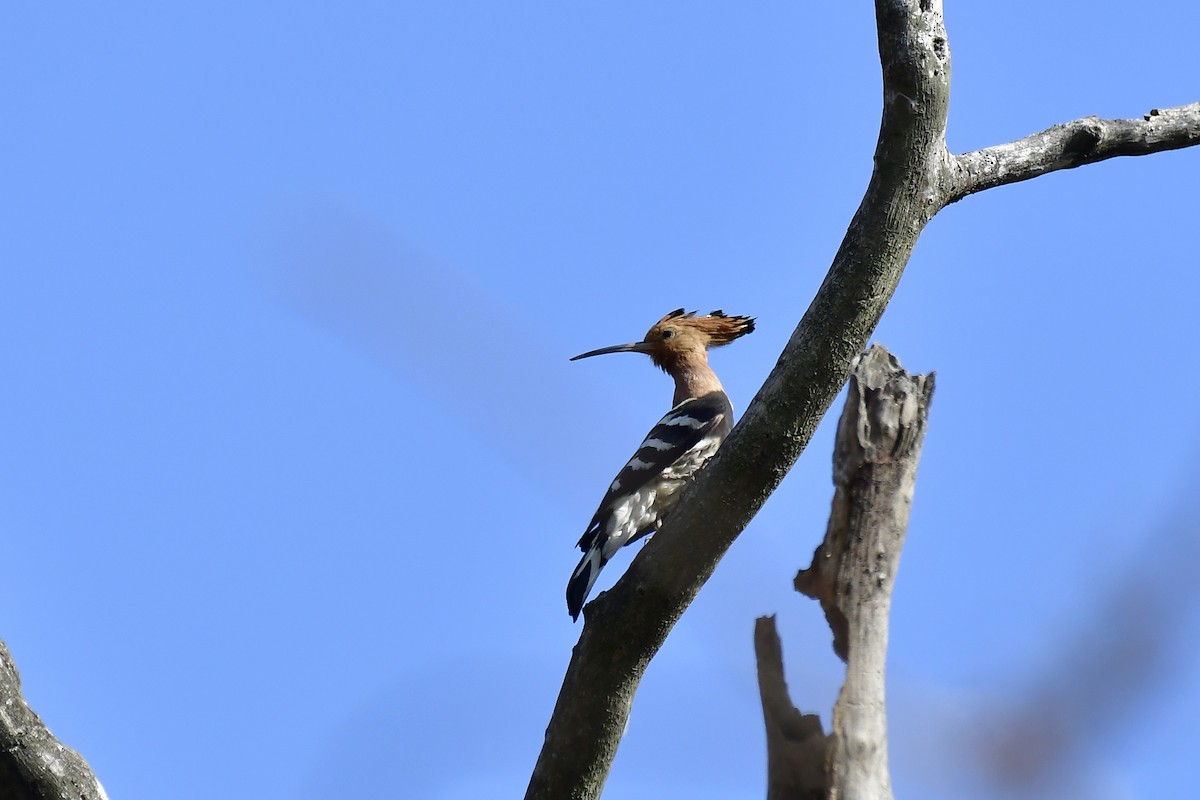 Abubilla Común - ML622235958