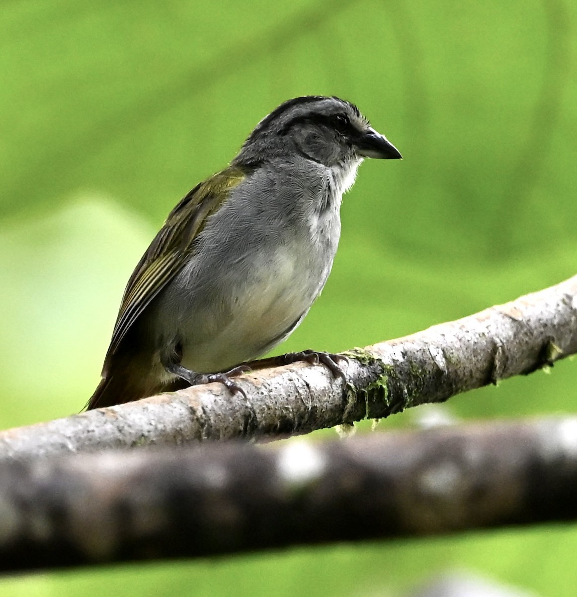 Black-striped Sparrow - ML622235964