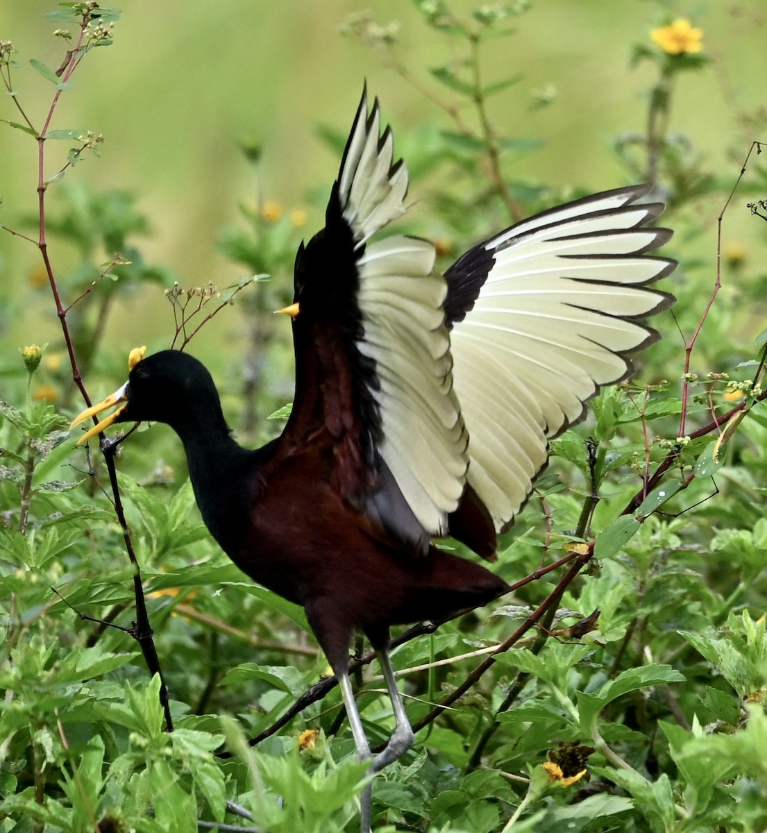 Northern Jacana - ML622236024