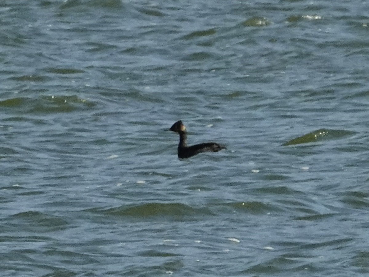 Eared Grebe - ML622236029