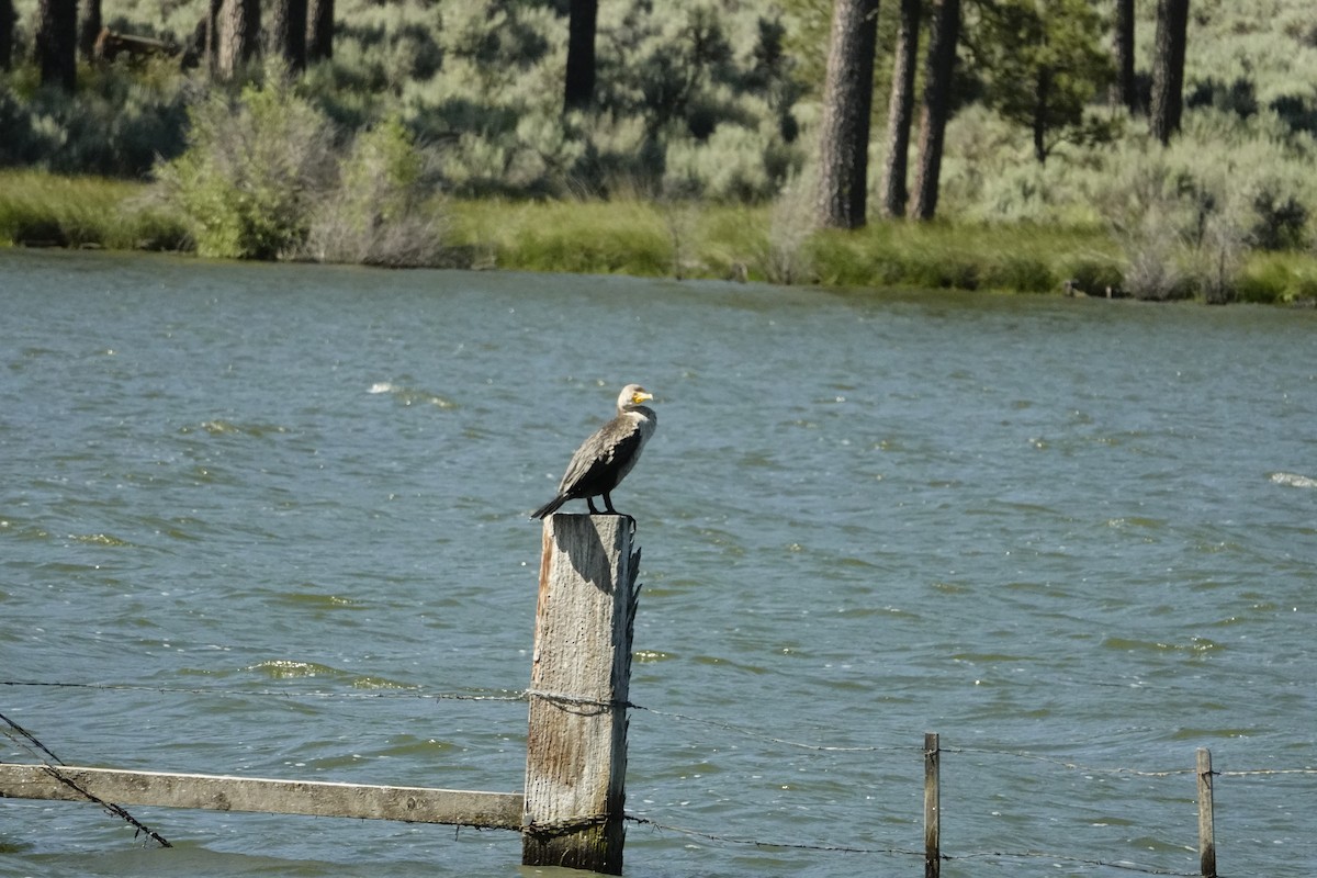 Double-crested Cormorant - ML622236039