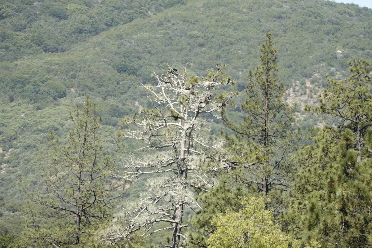 Double-crested Cormorant - ML622236040