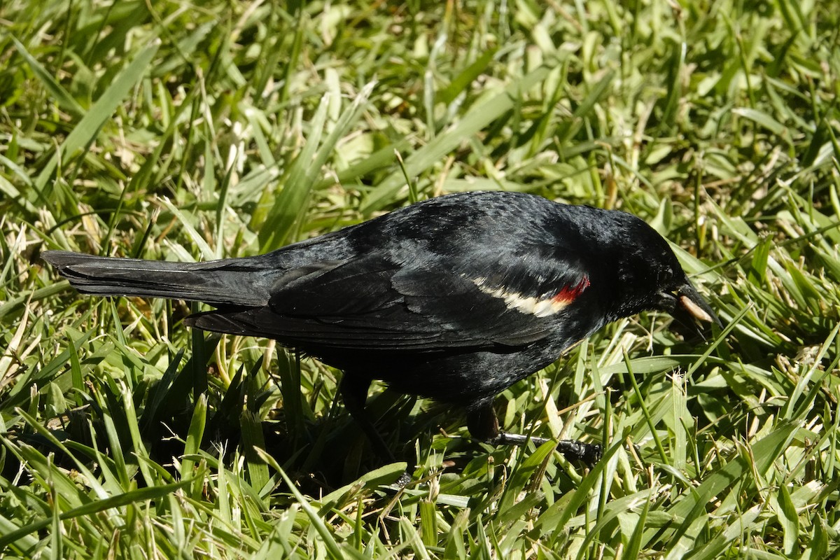 Tricolored Blackbird - ML622236063