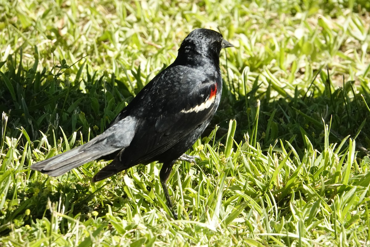 Tricolored Blackbird - ML622236064