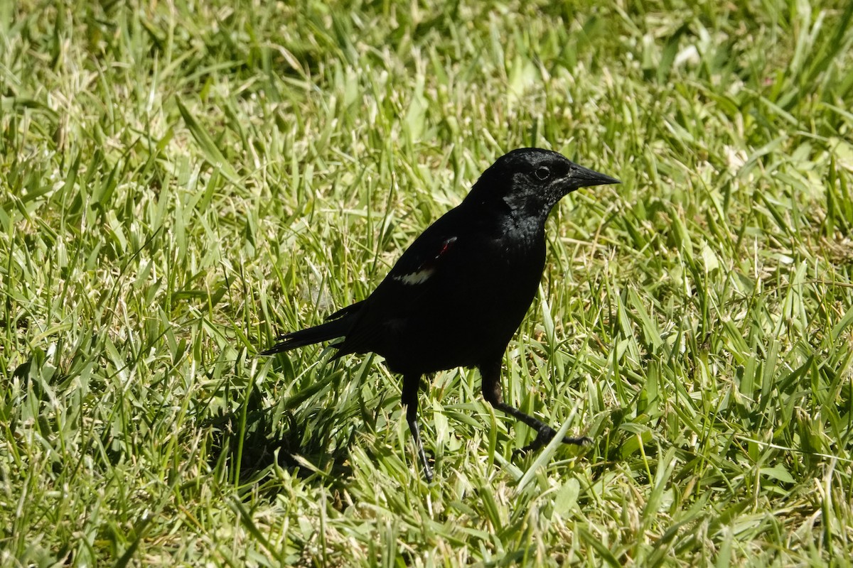 Tricolored Blackbird - ML622236065