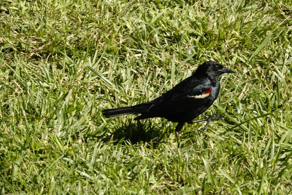 Tricolored Blackbird - ML622236067