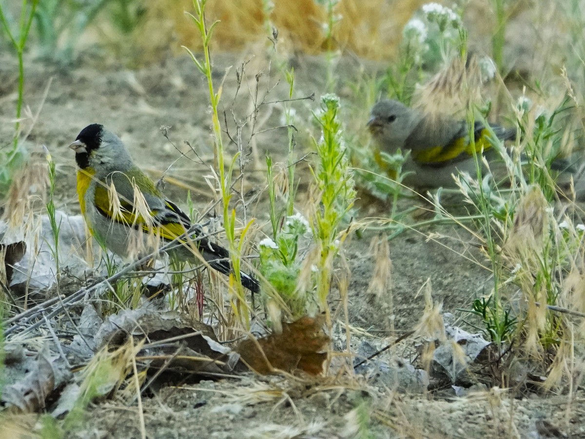 Lawrence's Goldfinch - ML622236085