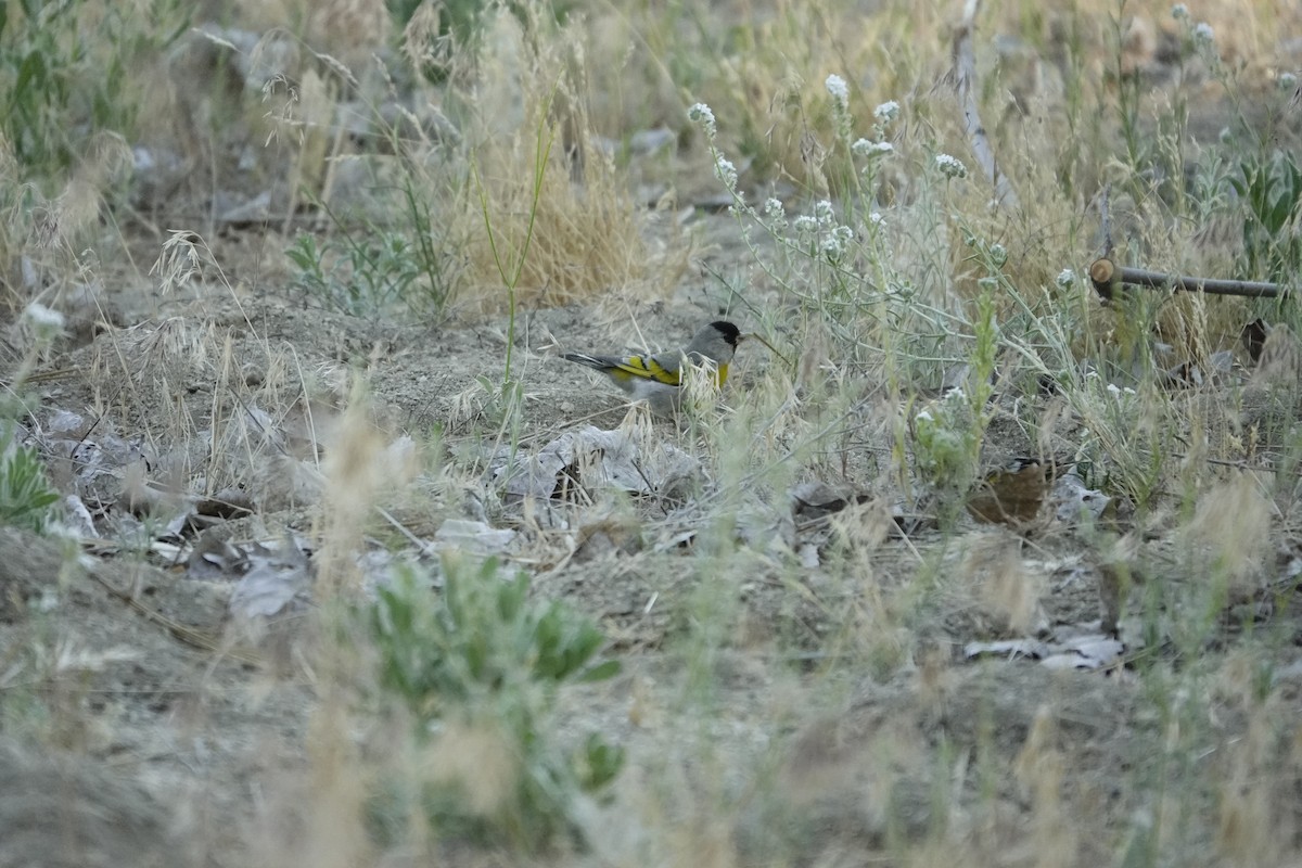 Lawrence's Goldfinch - ML622236086