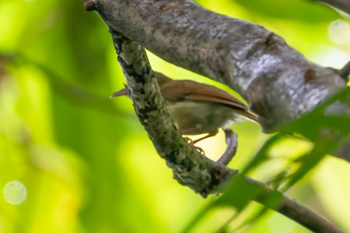 Tawny-crowned Greenlet - ML622236103