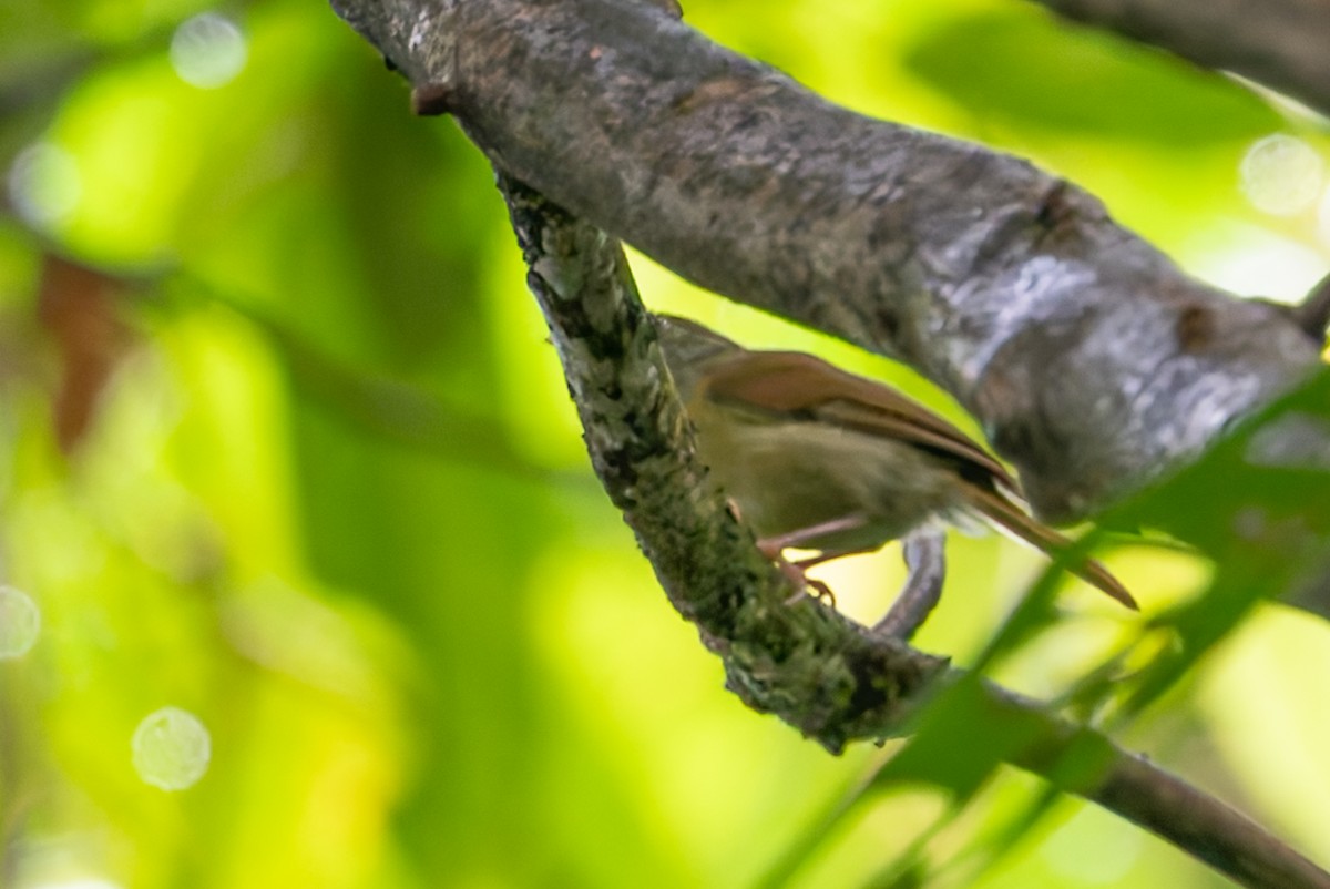 Tawny-crowned Greenlet - ML622236104