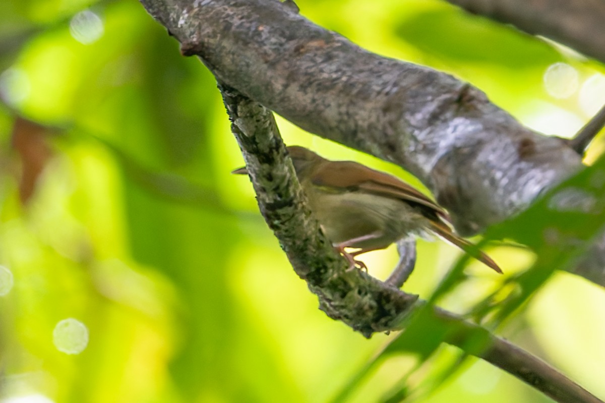 Tawny-crowned Greenlet - ML622236105