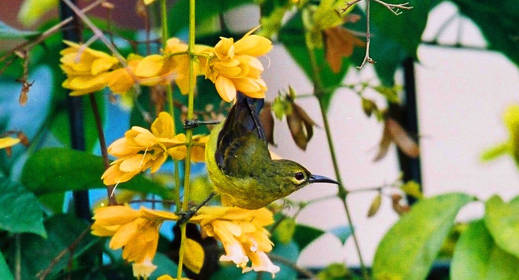 Thick-billed Spiderhunter - ML622236117