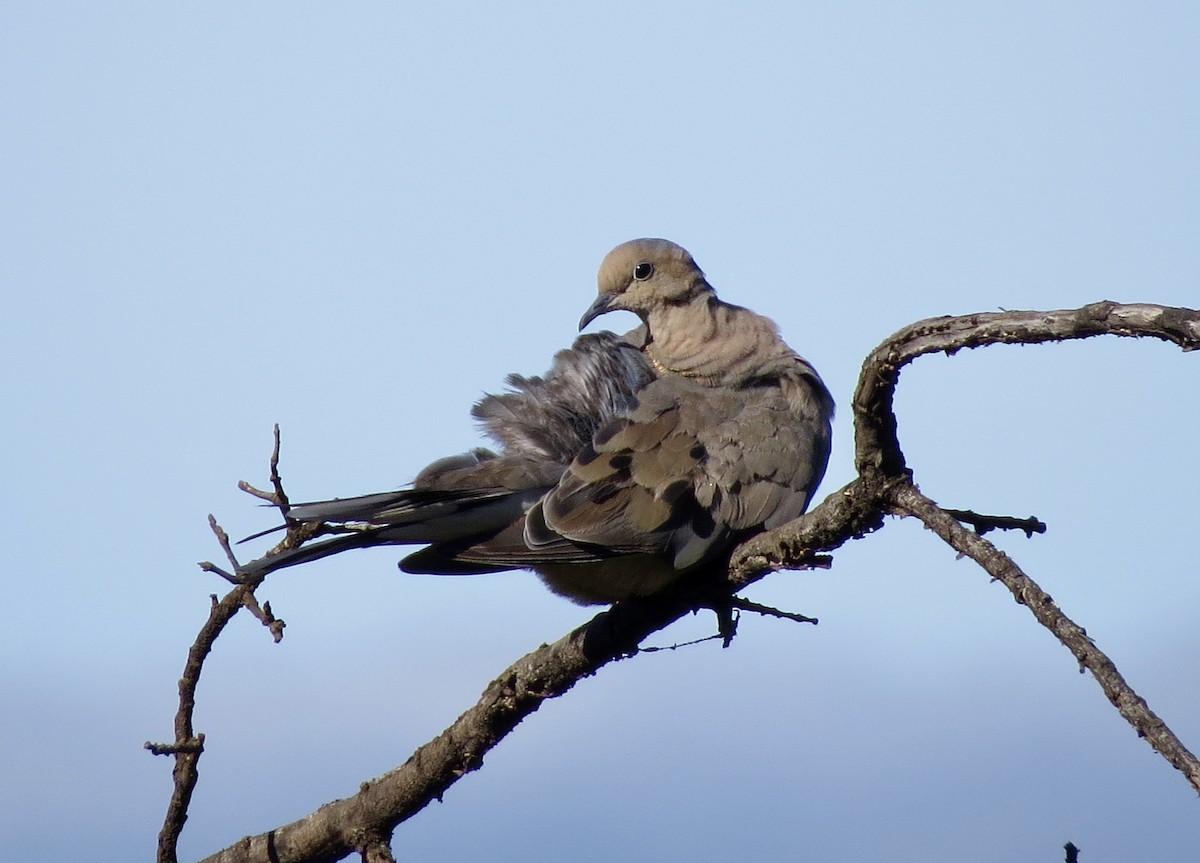 Mourning Dove - ML622236124