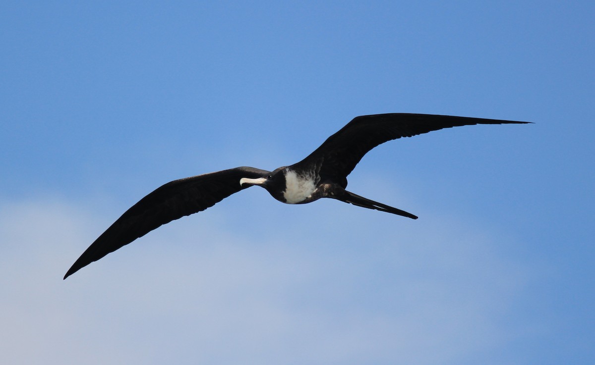 Magnificent Frigatebird - Martin Cendreda