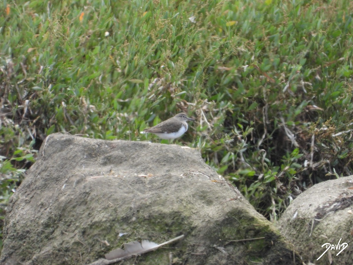 Common Sandpiper - David Alonso Otero